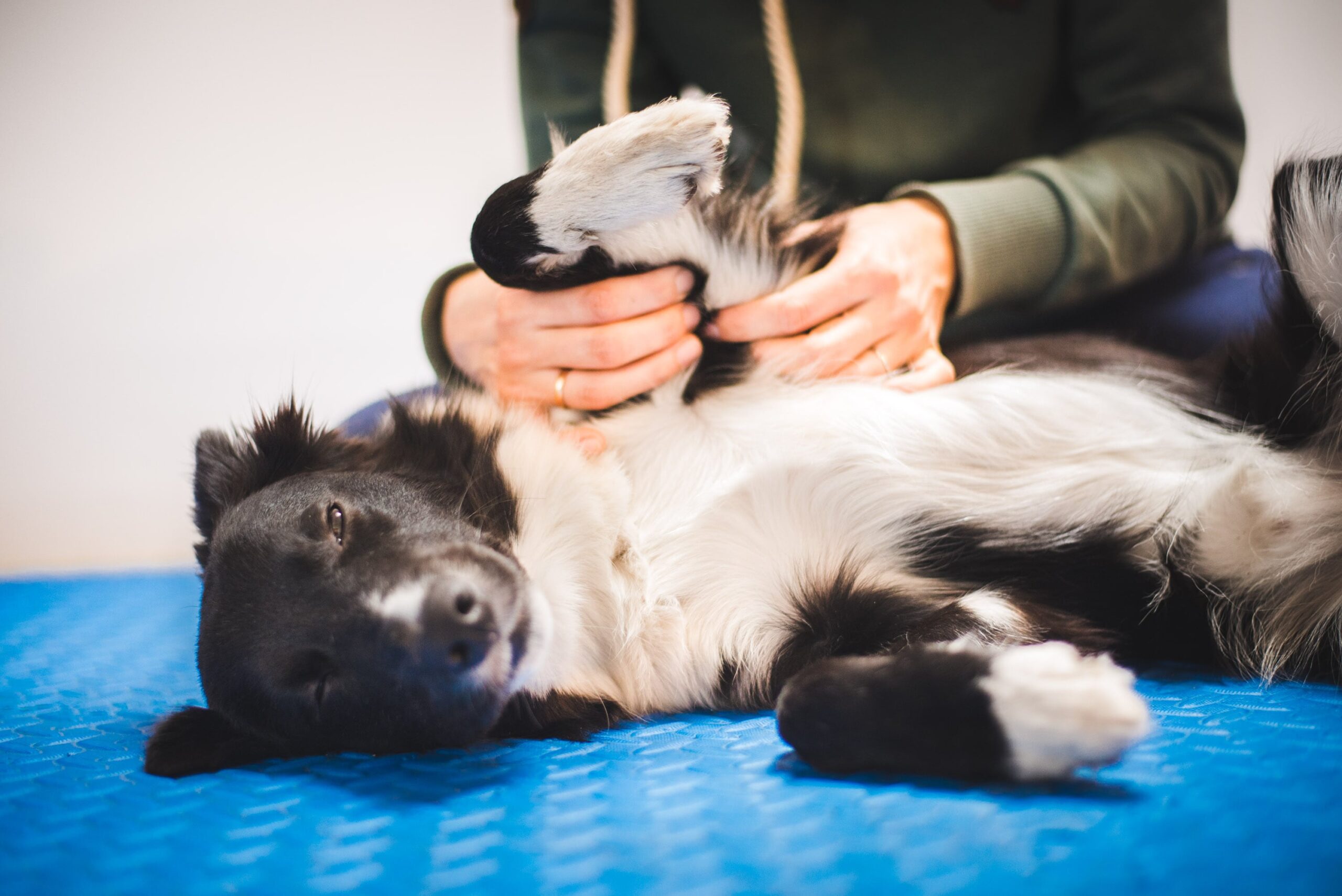 Tiertherapie Lisa Brandhorst aus Seebach